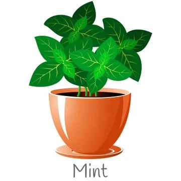 Mint herb in a flower pot. We grow herbs for cooking ourselves. Stock Illustration