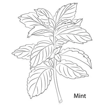 Mint Herb Garden Stock Illustration