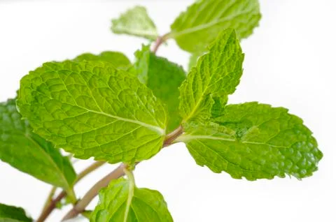 Mint herb Stock Photos
