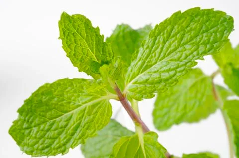 Mint herb Stock Photos