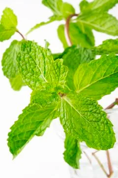 Mint herb Stock Photos