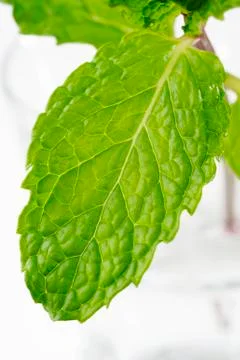 Mint herb Stock Photos