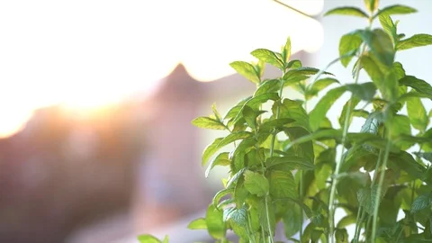 Mint herb plant growing in a pot with sun rays Stock Footage