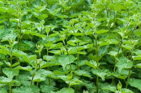 Mint Herb Plants 写真素材
