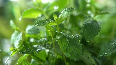 Mint Herb Watered with Rain in Macro and Super Slow Motion 1000 FPS 스톡 동영상 159658928