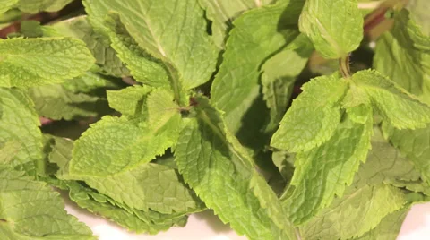 Mint herb on white background Stock Footage 53285569