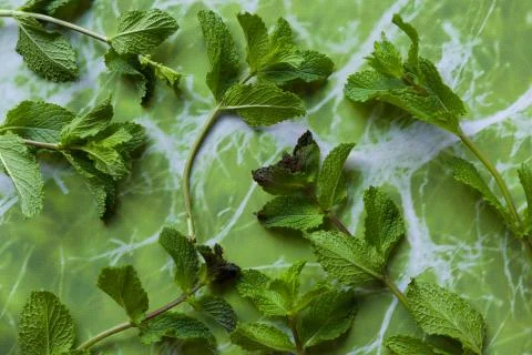 Mint herbs to make tea or use in food. Stock Photos