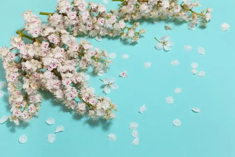 Mint horizontal background with spring chestnut flowers Stock Photos