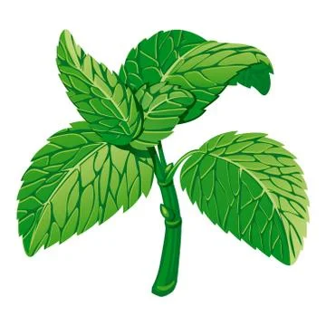 Mint Stock Illustration