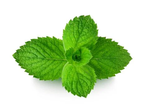 Mint Stock Illustration