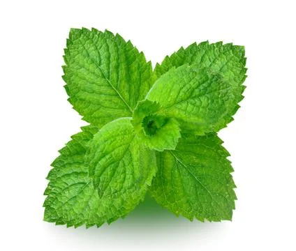 Mint Stock Illustration