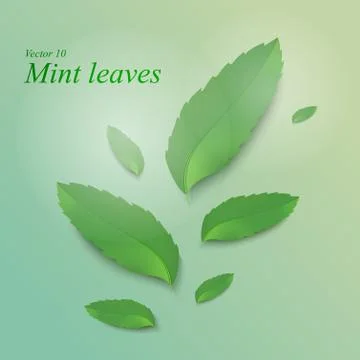 Mint Illustrazione stock
