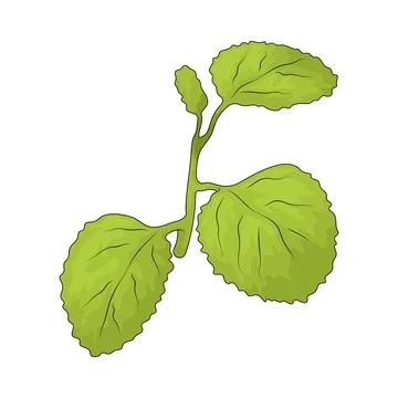 Mint illustration Stock Illustration