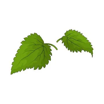 Mint illustration Stock Illustration