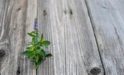 Mint increased among boards Stock Photos