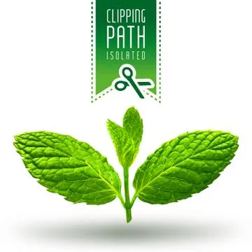 Mint isolated with clipping path Stock Photos