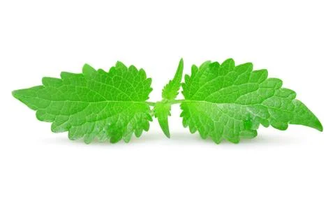 Mint isolated Stock Photos