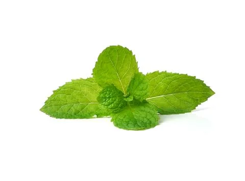 Mint isolated on white background Stock Photos