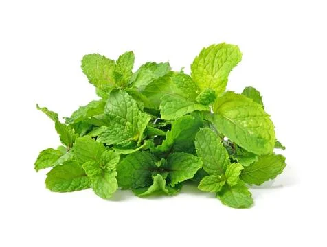 Mint isolated on white background Stock Photos