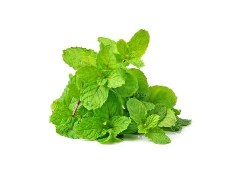 Mint isolated on white background Stock Photos