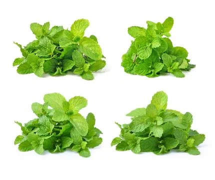 Mint isolated on white background Stock Photos