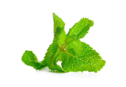Mint isolated on white Stock Photos