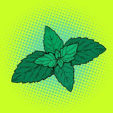 Mint leaf, aromatic plant 스톡 일러스트