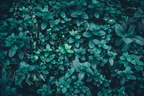 Mint leaf background Stock-Fotos