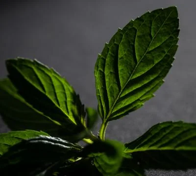 Mint leaf backlighted Stock Photos