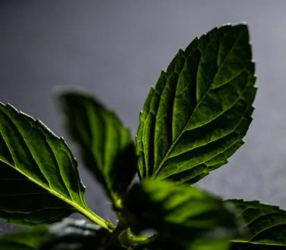 Mint leaf backlighted Stock Photos