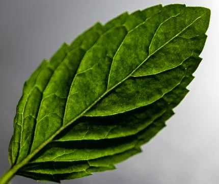 Mint leaf backlighted Stock Photos