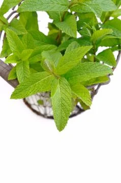 Mint leaf in basket Stock Photos