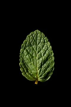 Mint leaf on a black background. Stock Photos