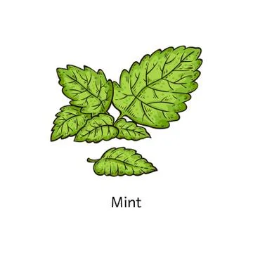 Mint leaf branch drawing isolated on white background Stock Illustration