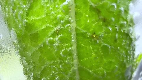 Mint leaf with bubbles through a misted glass. Video stock 201168566