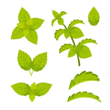 Mint leaf cartoon set. Green mint leaves. Menthol, peppermint. A fresh whirlwind Stock Illustration