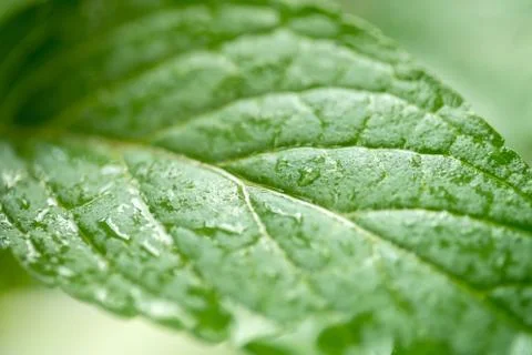 Mint leaf closeup on green background Stock Photos