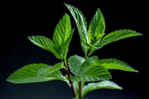 Mint leaf closeup isolated on black background 写真素材