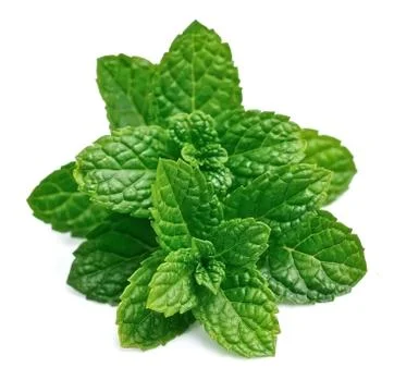 Mint leaf closeup. Stock Photos