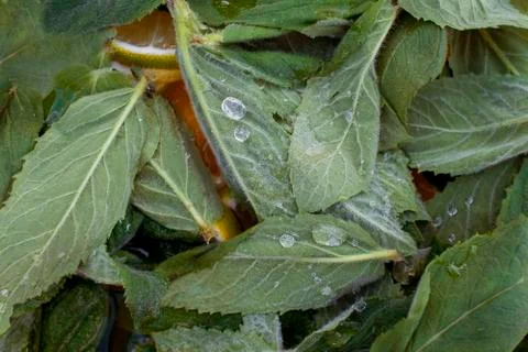 Mint leaf with drop of water on end 스톡 사진