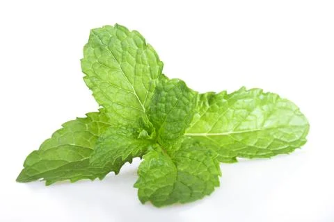 Mint leaf fresh, closeup isolated on a white background. Stock Photos