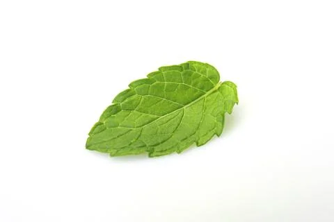 Mint leaf fresh, closeup isolated on a white background. Stock Photos