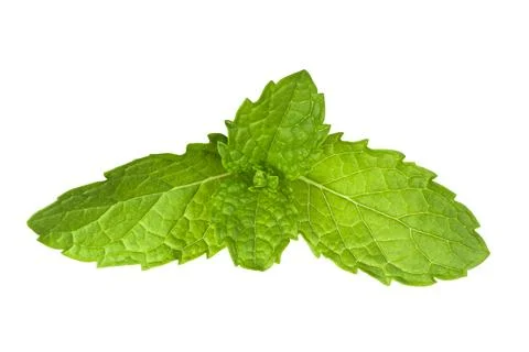 Mint leaf fresh, closeup isolated on a white background. Stock Photos
