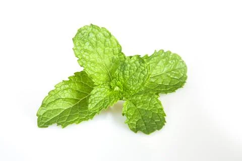 Mint leaf fresh, closeup isolated on a white background. Stock Photos