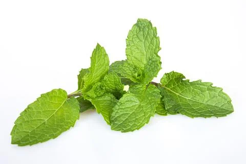 Mint leaf fresh, closeup isolated on a white background. Stock Photos
