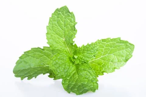 Mint leaf fresh, closeup isolated on a white background. Stock Photos
