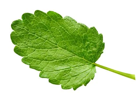 Mint leaf fresh isolated on white background. Food concept photography Stock Photos