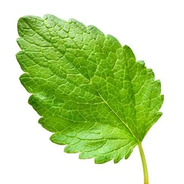 Mint leaf fresh isolated on white background. Food concept photography Stock Photos