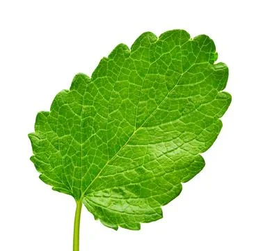Mint leaf fresh isolated on white background. Food concept photography Stock Photos