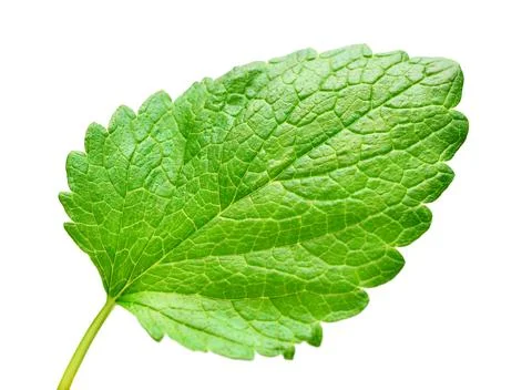 Mint leaf fresh isolated on white background. Food concept photography Stock Photos